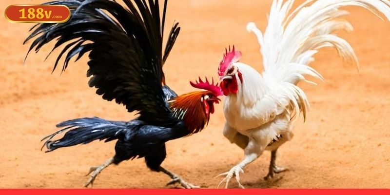 Share vài chiến thuật nâng cao khi soi trận đá gà